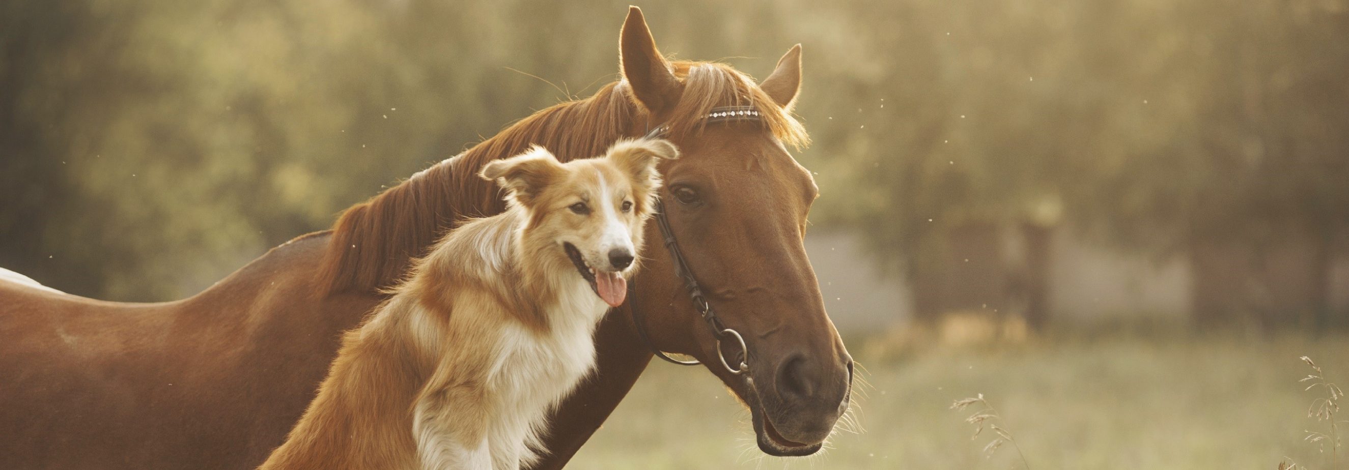 Itchyhorse.com